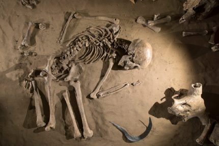 Vikingaanval: Skelet van een vrouw